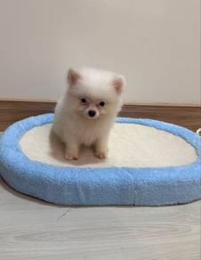 Pomeranian Short Leg Male Puppy
