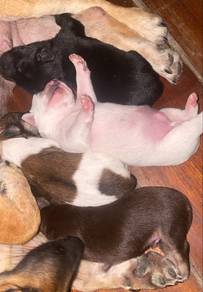 Corgipoo mix shihpoo