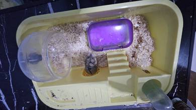 hamster campbell tuaran