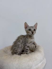 Bengal kitten