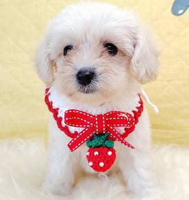 Maltipoo