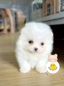 KLIP_53 friendly little buddy Tiny Pomeranian