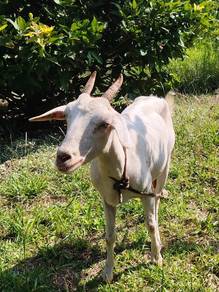 Kambing Cross + Kambing Jamnapari 
