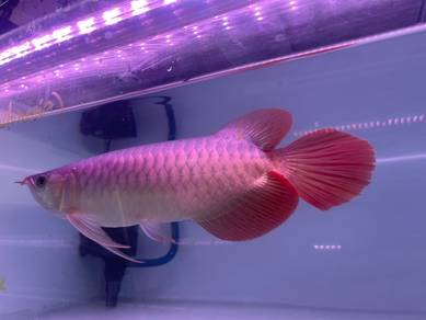 Super red arowana