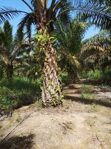 Agricultural Land in Bekenu, SWK