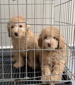 Maltipoo 
