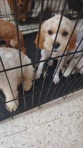 Shihpoo