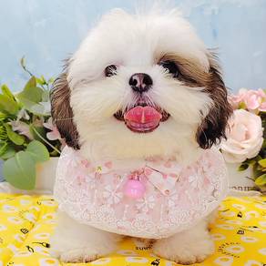 Shih Tzu