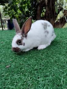 arnab minirex