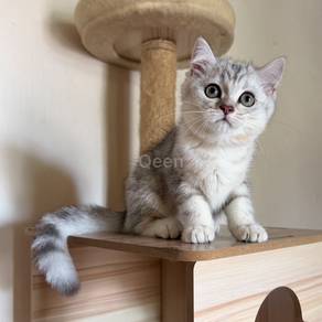 British Shorthair Silver Marble Female BSH