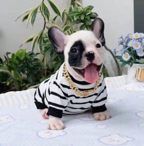 FRENCH BULLDOG PUPPIES VIP179🌻Cute & Healthy Boy