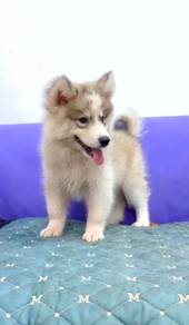 Husky male silver color