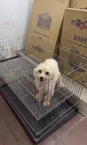 Pure Breed Adult Maltese (Male) 成年 马尔济斯 男生