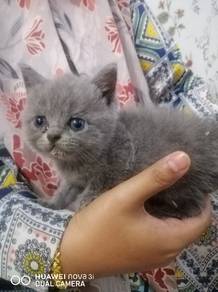 bsh kitten 