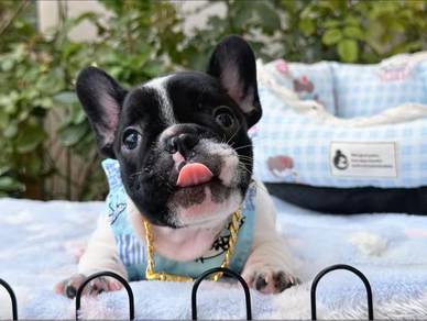 French Bulldog Puppy - 03