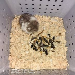 Hamster Campbell Dove Mottled male