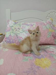 Anak Kucing Parsi