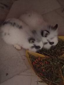 Baby bunny