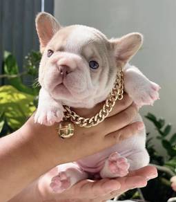 FRENCH BULLDOG PUPPIES 🌻VIP176 Long Fur / Girl