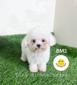 QO22_KL889 Tiny Size Bichon Frise white coated