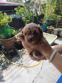 pure male toy poodle 