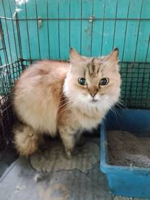 Kucing long hair