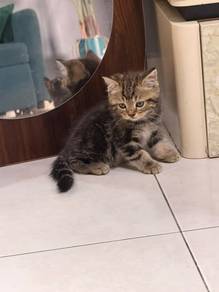 kitten