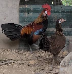 Ayam hutan 