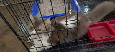 R.P.R.S Pet Center