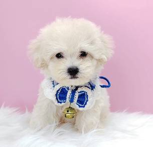 Poodle