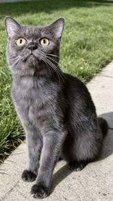 bsh