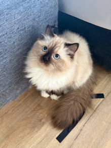ragdoll kitten