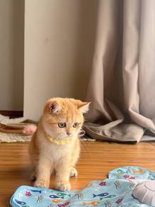 bsh golden female