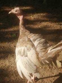 Ayam belanda
