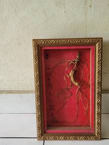 China Panax Ginseng Root