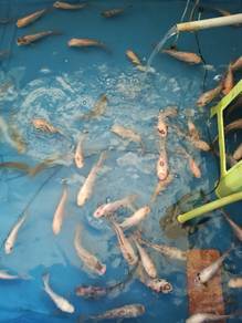 Ikan Talapia Merah 