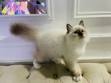 Ragdoll Seal Mitted Point Kitten