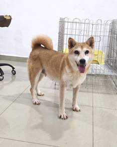 8yrs+ Shiba Inu Female