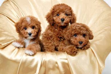 TWP18 Tiny Poodle red brown haired puppy