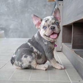 FRENCH BULLDOG PUPPIES VIP215🌻Cute & Healthy