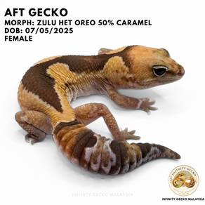 AFT African Fat Tailed Gecko Zulu Het Oreo JB