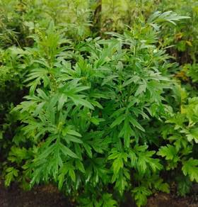 艾草Artemisia plants