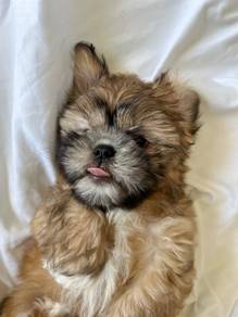 Dreamy Shih Tzu Teddy Face Fluffy Puppy Puppy Dog