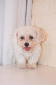 J0447 Poochon Round Face Teddy Puppy