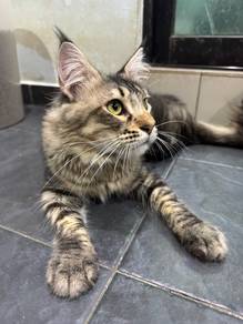 tabby mainecoon