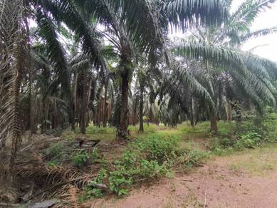 Agricultural Land in Gurun, KDH