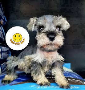 KRT_09911 Mini Schnauzer salt & pepper puppies
