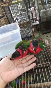 Burung black cap lorikeet Hand feed Siap lesen