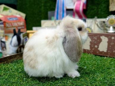 Arnab Holland Lop Rabbit, bkn