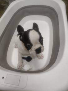 French bulldog 